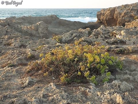 Crithmum maritimum  Crithmum maritimum,Fall,Geotagged,Israel,Samphire