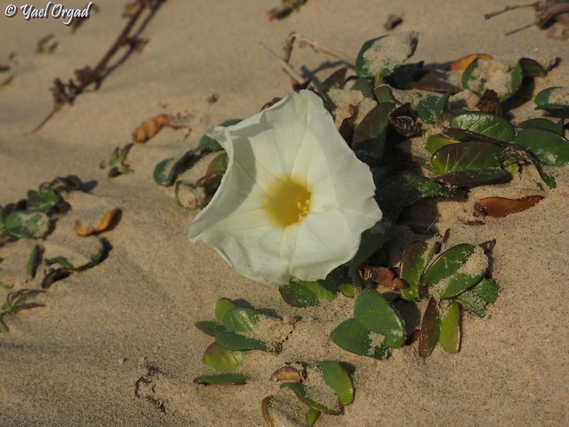 Ipomoea imperati  Fall,Geotagged,Ipomoea imperati,Israel