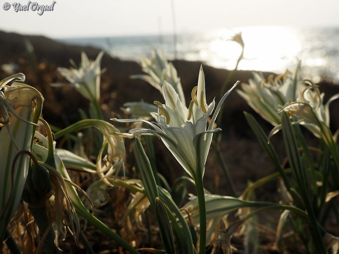 Pancratium maritimum  Fall,Geotagged,Israel,Pancratium maritimum,Sea daffodil