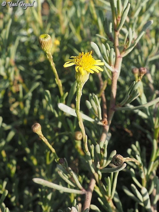 Limbarda crithmoides  Fall,Geotagged,Golden samphire,Israel,Limbarda crithmoides