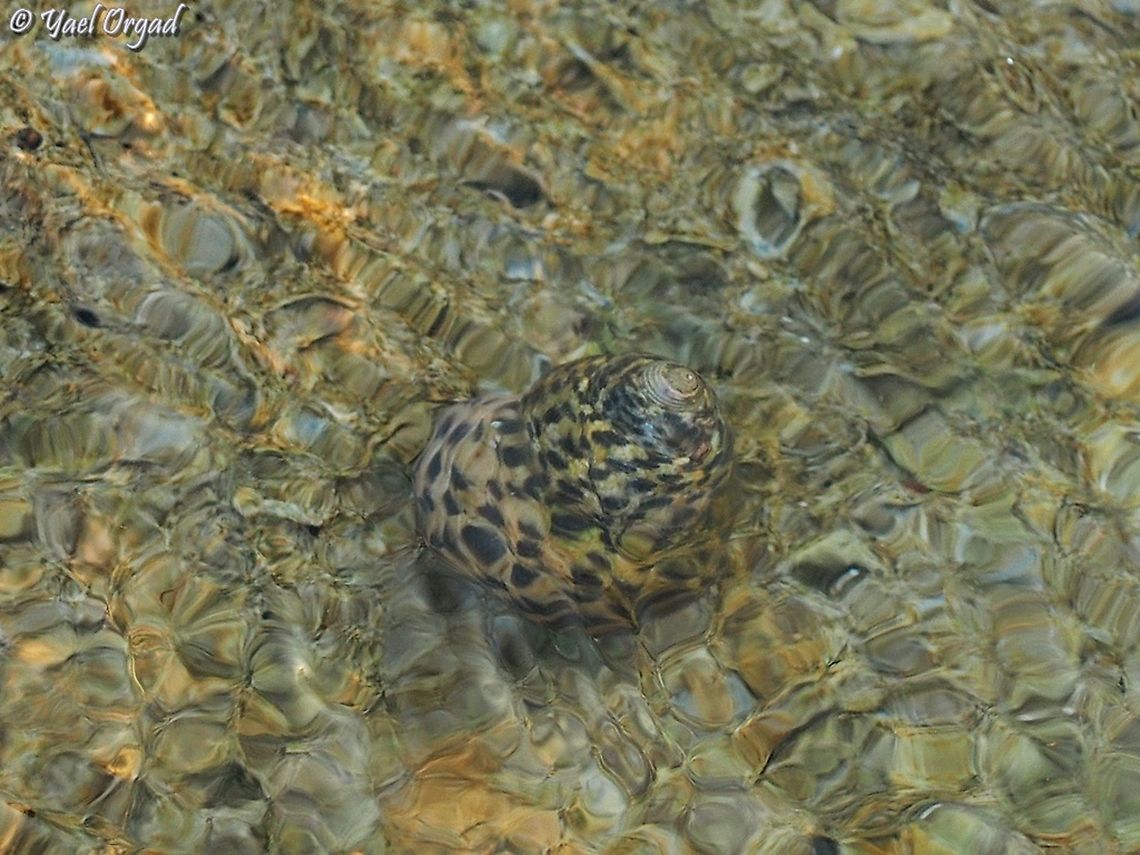 osilinus turbinatus  Fall,Geotagged,Israel,Phorcus turbinatus,Turbinate Monodont
