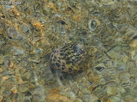 osilinus turbinatus  Fall,Geotagged,Israel,Phorcus turbinatus,Turbinate Monodont