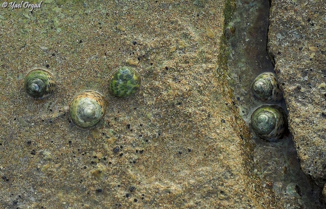 osilinus turbinatus  Fall,Geotagged,Israel,Phorcus turbinatus,Turbinate Monodont