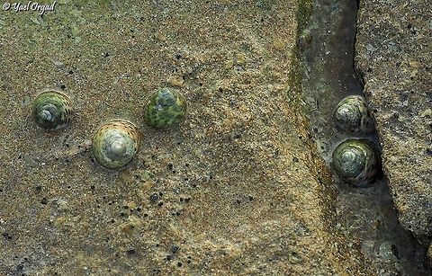 osilinus turbinatus  Fall,Geotagged,Israel,Phorcus turbinatus,Turbinate Monodont