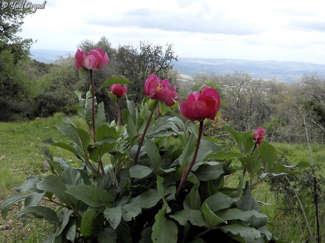 Paeonia mascula  Geotagged,Israel,Paeonia mascula,Spring