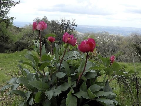 Paeonia mascula  Geotagged,Israel,Paeonia mascula,Spring