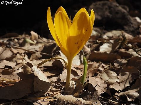 Sternbergia clusiana  Fall,Geotagged,Sternbergia clusiana