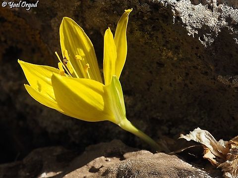 Sternbergia clusiana  Fall,Geotagged,Sternbergia clusiana