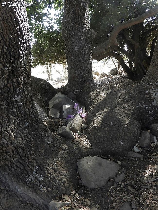 Colchicum feinbruniae in the roots of Quercus coccifera  Colchicum feinbruniae,Fall,Geotagged,Quercus coccifera
