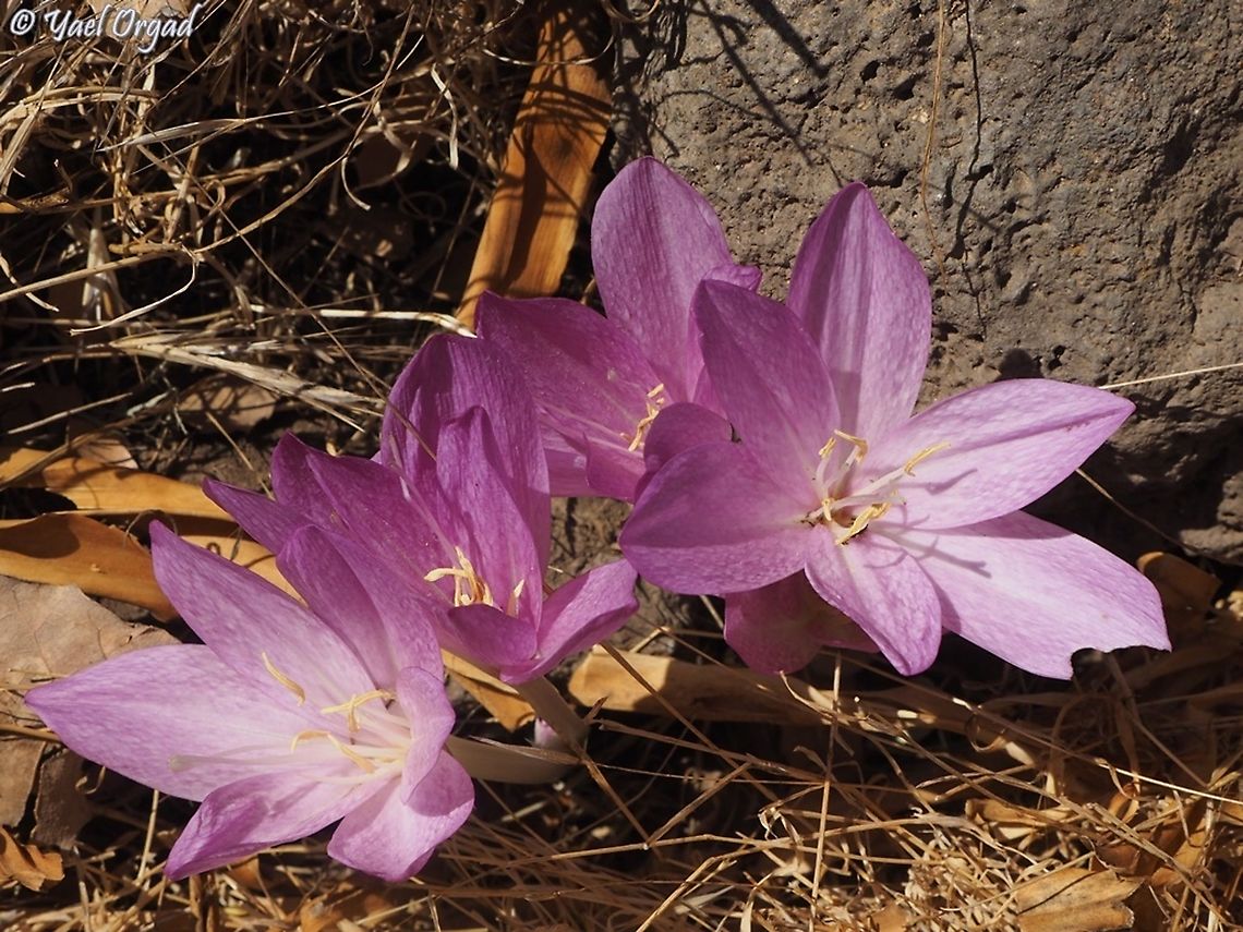 Colchicum feinbruniae  Colchicum feinbruniae,Fall,Geotagged