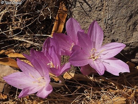 Colchicum feinbruniae  Colchicum feinbruniae,Fall,Geotagged