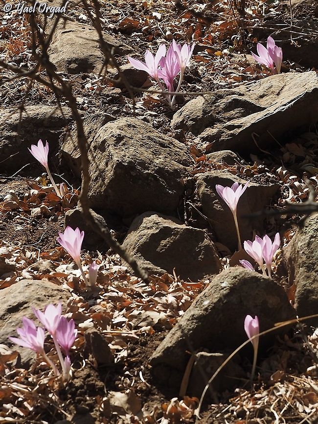 Colchicum feinbruniae  Colchicum feinbruniae,Fall,Geotagged