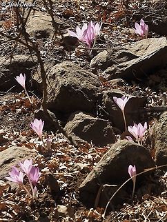 Colchicum feinbruniae  Colchicum feinbruniae,Fall,Geotagged