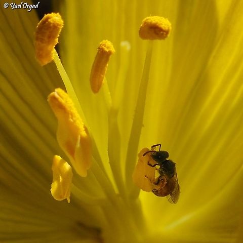 Lasioglossum pseudosphecodimorphum pollinating Sternbergia clusiana  Fall,Geotagged,Lasioglossum pseudosphecodimorphum,Sternbergia clusiana