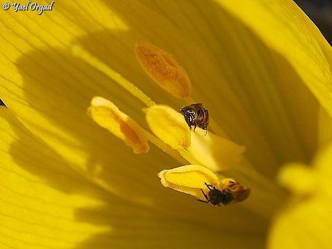 Lasioglossum pseudosphecodimorphum pollinating Sternbergia clusiana  Fall,Geotagged,Lasioglossum pseudosphecodimorphum