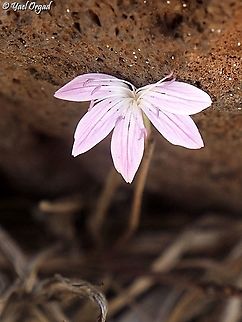 Dianthus strictus hugging a rock  Dianthus strictus,Fall,Geotagged,Wild Pink