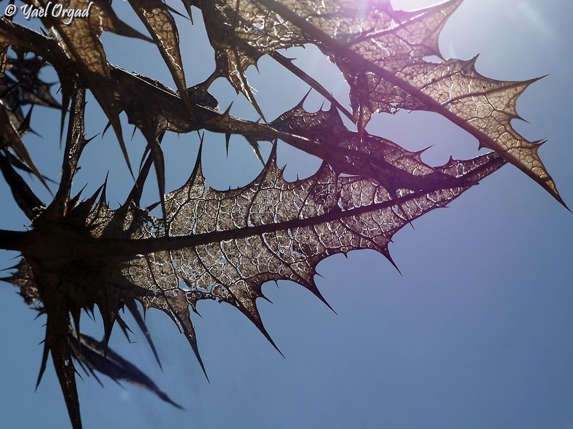 Gundelia tournefortii  Fall,Geotagged,Gundelia tournefortii