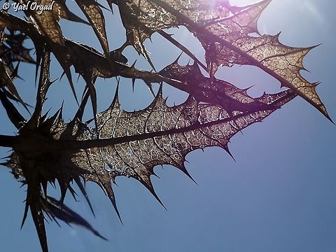 Gundelia tournefortii  Fall,Geotagged,Gundelia tournefortii