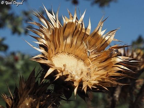 Onopordum cynarocephalum  Fall,Geotagged,Onopordum cynarocephalum