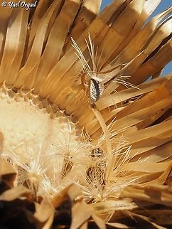 Onopordum cynarocephalum spreading seeds  Fall,Geotagged,Onopordum cynarocephalum