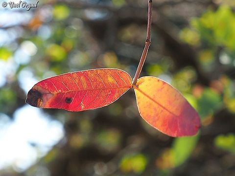 Pistacia atlantica  Fall,Geotagged,Persian turpentine tree,Pistacia atlantica