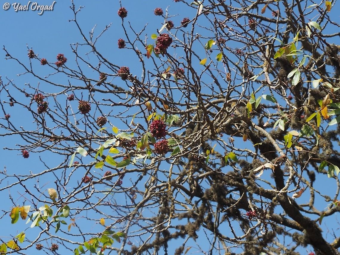 Pistacia atlantica  Fall,Geotagged,Persian turpentine tree,Pistacia atlantica