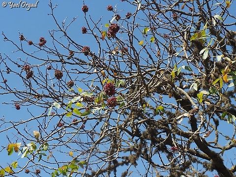 Pistacia atlantica  Fall,Geotagged,Persian turpentine tree,Pistacia atlantica