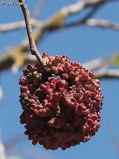 Pistacia atlantica with a gall, made by Slavum wertheimae.  Fall,Geotagged,Persian turpentine tree,Pistacia atlantica,Slavum wertheimae