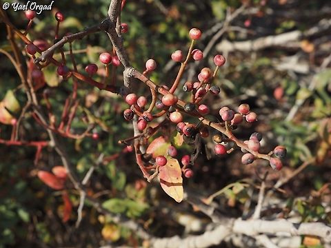 Pistacia atlantica fruit  Fall,Geotagged,Persian turpentine tree,Pistacia atlantica