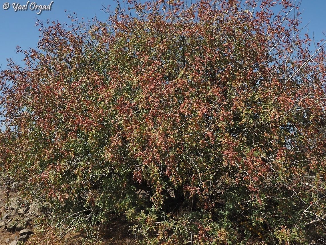 Pistacia atlantica  Fall,Geotagged,Persian turpentine tree,Pistacia atlantica