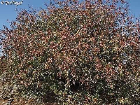 Pistacia atlantica  Fall,Geotagged,Persian turpentine tree,Pistacia atlantica