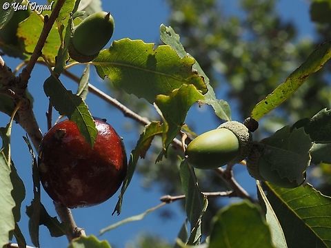 Quercus boissieri with a gall made by Cynips tinctoria Aleppo oak,Cynips tinctoria,Fall,Geotagged,Quercus infectoria