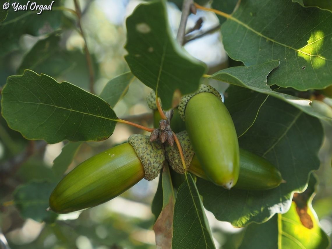 Quercus boissieri  Aleppo oak,Fall,Geotagged,Quercus infectoria