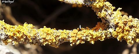 Xanthoria parietina  Common orange lichen,Fall,Geotagged,Xanthoria parietina