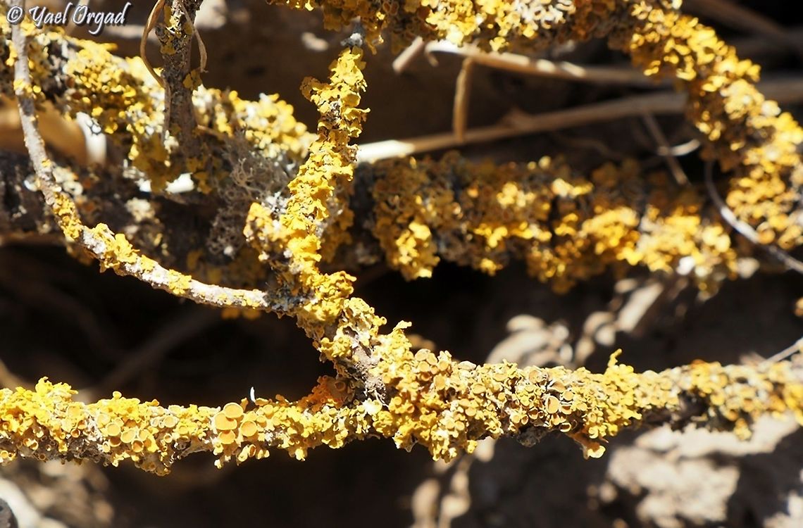 Xanthoria parietina  Common orange lichen,Fall,Geotagged,Xanthoria parietina