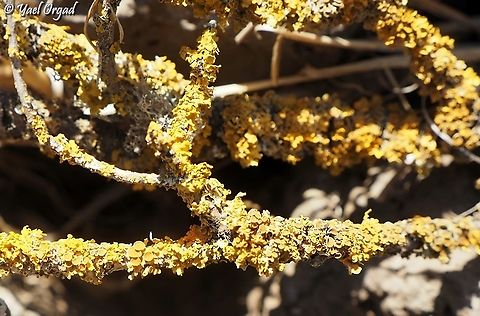 Xanthoria parietina  Common orange lichen,Fall,Geotagged,Xanthoria parietina