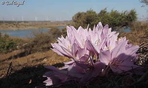 Colchicum feinbruniae Overlooking Bental reservoir  Colchicum feinbruniae,Fall,Geotagged
