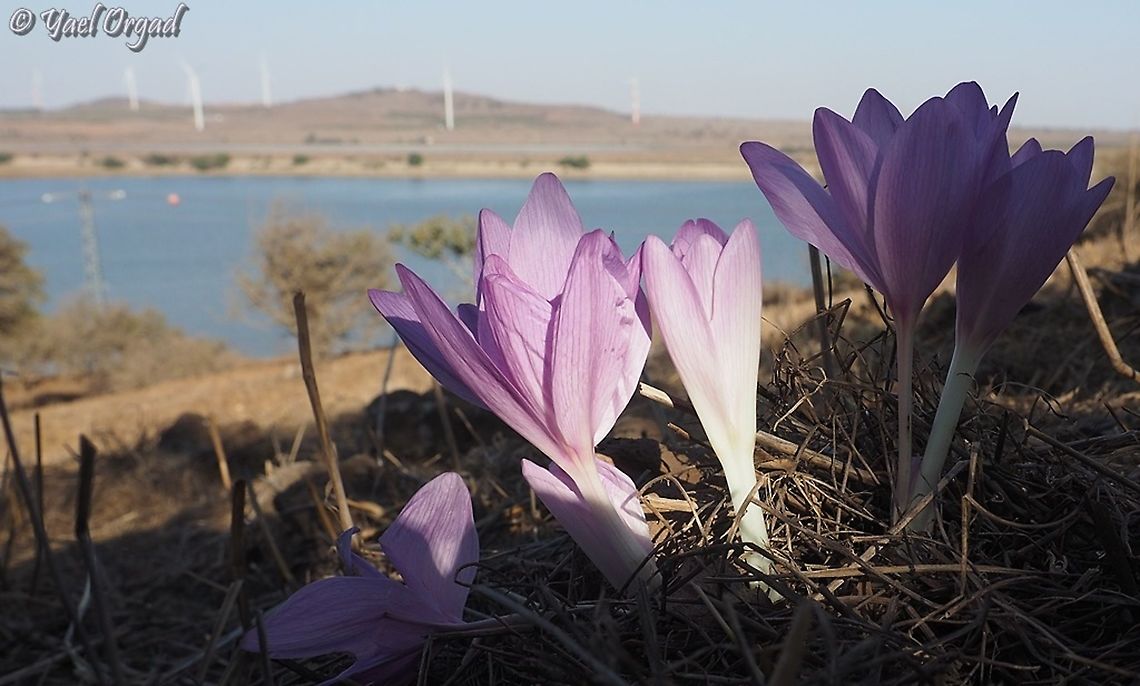 Colchicum feinbruniae Overlooking Bental reservoir  Colchicum feinbruniae,Fall,Geotagged