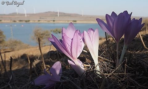 Colchicum feinbruniae Overlooking Bental reservoir  Colchicum feinbruniae,Fall,Geotagged