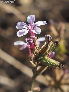 Plumbago europaea  Common Leadwort,Fall,Geotagged,Plumbago europaea