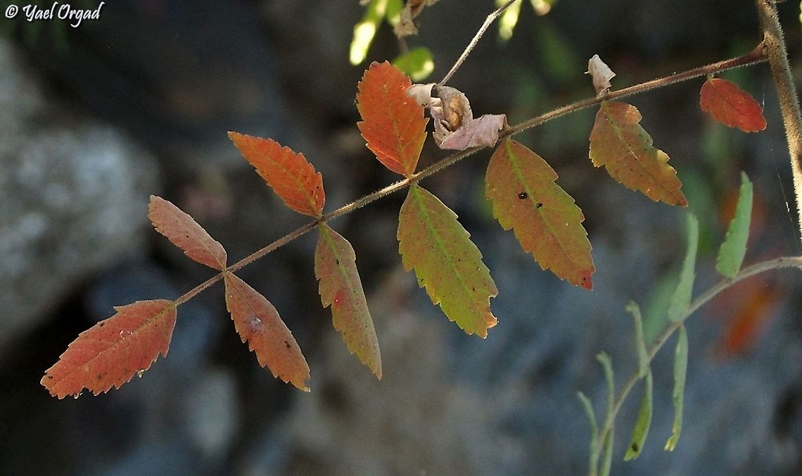 Rhus coriaria in Israel, there aren't many trees that give fall colors. Rhus coriaria only shows fall colors in some areas, and they are lovely.  Fall,Geotagged,Rhus coriaria,Tanner's Sumac