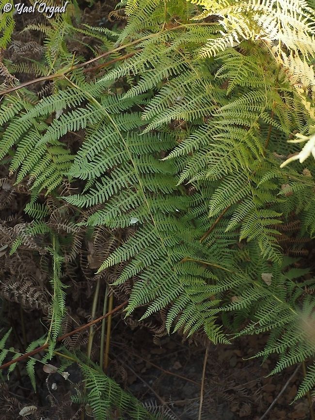 Pteridium aquilinum  Eagle fern,Fall,Geotagged,Pteridium aquilinum