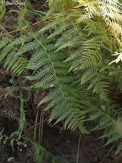 Pteridium aquilinum  Eagle fern,Fall,Geotagged,Pteridium aquilinum