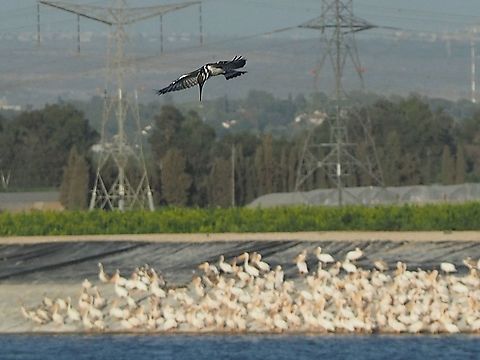 Pied Kingfisher (and some pelicans on the back)  Ceryle rudis,Fall,Geotagged,Israel,Pied Kingfisher