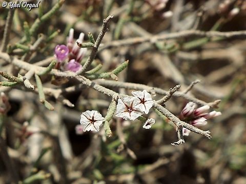 Limonium pruinosum  Fall,Geotagged,Israel,Limonium pruinosum