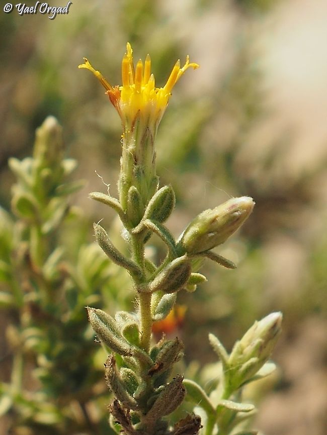Chiliadenus iphionoides  Chiliadenus iphionoides,Fall,Geotagged,Israel