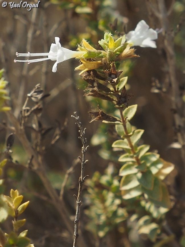 Origanum dayi  Fall,Geotagged,Israel,Origanum dayi