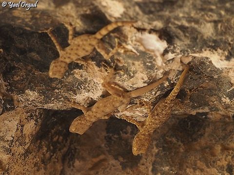 3 geckos in a cave we found 5 in total in that small cave, I managed to picture 3 of them together.  Fall,Geotagged,Israel,Ptyodactylus guttatus,Sinai Fan-fingered Gecko