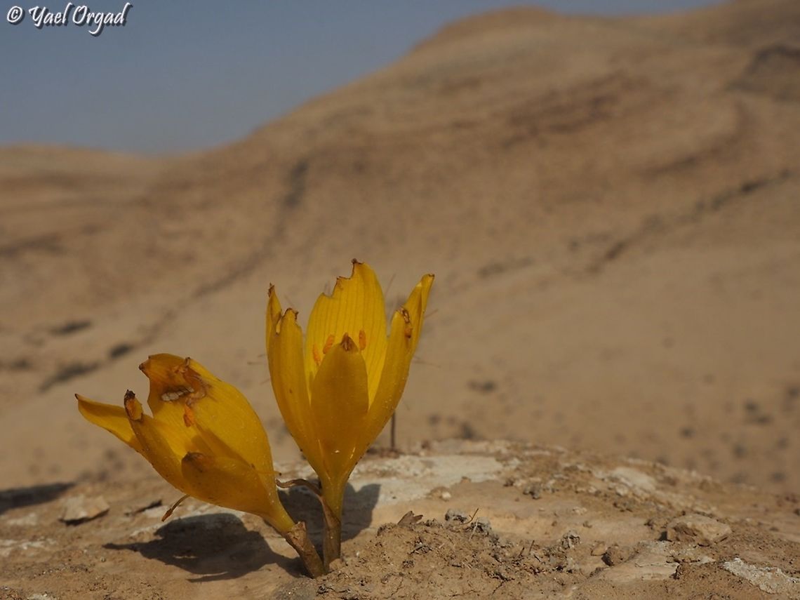 always more impressive in the desert even if someone ate them a little... <br />
 Fall,Geotagged,Israel,Sternbergia clusiana