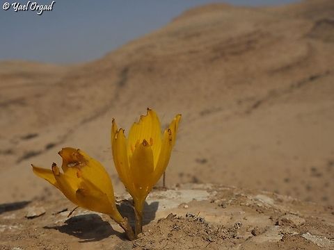 always more impressive in the desert even if someone ate them a little... 
 Fall,Geotagged,Israel,Sternbergia clusiana